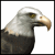Animated sequence of a bald eagle's head turning left to right , showing beak and eye movement