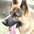 A 2x2 contact sheet of a German Shepherd dog animation with text on the right side, showing two distinct frames where the dog's mouth is closed in one frame and open with tongue out in another.