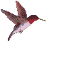 Animated sequence of a hummingbird in flight with red head, white body, and patterned wings against light gray background.