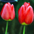 Two pixelated red tulip buds with green stems and bases against a dark green background, rendered in a low-resolution digital style.