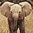 Pixelated elephant image on green background with blue text asking if ears look big.