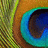 A pixelated peacock feather eye with green, blue, brown, and yellow hues, paired with green pixelated text reading "peacock feathers are lucky" on a white background.