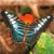 Animals icons for AIM, MSN, MySpace and Yahoo