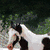 A horse with white and black patches stands near a white fence, with a red square containing the text 'Mystic' overlaid on the lower center.