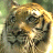 A split-screen image shows a tiger's face on the left and a person's face on the right, both in pixelated detail.