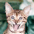 Pixelated close-up of a light brown tabby cat with darker stripes on its forehead and ears, facing forward against a blurred green background.