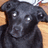 A black dog with white eye reflections appears in four showing sequential head movements against a wooden background