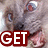 A four- shows a gray cat with red eyes and pink mouth, displaying text 'GET' in top-left and 'OUT!' in bottom-left