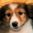 Animated contact sheet showing a dog's face with subtle expression changes across frames and a separate logo element on blue background.