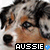 six identical dog head close-ups with text 'AUSSIE' and a blue heart symbol below each, displayed in two