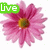 Three pink daisy-like flowers with yellow centers, each overlaid by a green text box containing white lowercase letters.