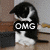 A black-and-white cat with a white chest sits on a wooden floor, its head bowed as text overlays change across four
