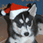 Pixelated husky dog wearing red and white Santa hat, with partial text overlays reading 'HAVE SOME' and 'HAPPY HOLIDAYS' on black backgrounds.
