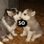 Two light-colored wolf-like animals embrace on a brown surface with 'SD' text overlay; one animal has dark ears and a white face.