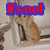 A four- shows a light brown cat in various poses with overlaid text, each containing distinct red or teal pixelated lettering