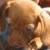 A split composition shows a pixelated animal on the left and bold white text 'Penny' on a red background right.