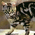A 50x50 pixel buddy icon featuring a tiger on the left and green text 'Original Icons .com' on the right against a dark background.