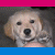 Animated sequence of a golden retriever puppy in three poses: sitting, standing, and lying on grass with text overlay.