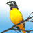 Static 48x48 pixel icon of a bird perched on a branch with yellow-orange body, dark head, and blue gradient background.