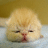 A small, fluffy orange kitten with closed eyes lies on a light blue surface against a brown background; white heart shapes arc above its head in an animated sequence.