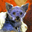 Pixelated image of a dog with blue fur and white chest against orange-brown background, surrounded by red text on bright pink backdrop.