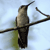 Pixelated image of a bird perched on a thin branch against a light blue sky background.