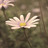 Pixelated static image of a daisy-like flower with white petals and a yellow center, set against a blurred green and brown background.