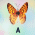 A pixelated butterfly icon with orange and yellow wings, black body center, displayed in a with text labels below each instance