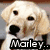 A pixelated dog face with a black nose and dark eyes, overlaid with text asking "Marley... Or JoJo?" in a bold, blocky font.