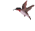 Pixelated hummingbird with red throat, black head, and brown wings in multiple flying poses against light gray background.