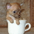 A small dog with light brown fur and dark eyes sits inside a white cup, its front paws resting on the cup's rim against a blurred brown background.