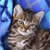 A pixelated close-up of a tabby cat's face with brown and black stripes, set against a blue background with light blue vertical accents.