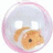 A transparent pink-rimmed sphere contains a small orange fish with white stripes and a black eye, positioned against a plain background.