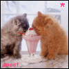 Two cats share a pink milkshake with a cherry on top, positioned on a marble surface with a window view in the background.