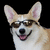 A dog wearing sunglasses with a smiling expression, next to red text on a white background.
