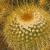 A 2x2 contact sheet of a cactus-themed animated icon with text overlays, showing pixelated frames of the cactus and surrounding text elements.