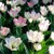 A static image of multiple light-colored flowers with green foliage, rendered in a pixelated style with soft pastel tones.