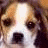 A pixelated close-up of a dog's face with brown and white fur, dark eyes, and a black nose; the right side shows an additional heart outline.