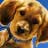 Pixelated close-up of a dog's face with brown and tan fur, dark eyes, and blue background elements.