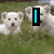Four- of dogs with overlaid text: top-left has two white puppies, top-right shows four light-brown dogs on grass, bottom-left features three brown-and-white puppies, and the right is empty