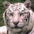 Pixelated white tiger head on left, green background with "Original Icons .com" text on right; static image with no animation observed.