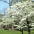 A pixelated static image shows a tree with light-colored blossoms against a blue sky, with green grass and dark tree trunks visible below.