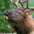 Static pixelated image of a deer's head with antlers against green foliage background, rendered in low-resolution 256x256 pixels.