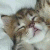 Pixelated static image of a cat with brown and white fur, dark eyes, and visible whiskers against a light background.