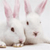 Two white rabbits with pink inner ears face forward against a light background, one slightly behind the other.