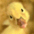 A pixelated yellow chick with brown accents on a beige background, positioned next to green text reading 'Original Icons .com' on dark green.