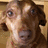 A pixelated dog face with brown and tan fur, blue eyes, and a pink text overlay reading 'DACHSHUND!' on the right side.