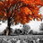 A pixelated static image shows a tree with orange and red foliage against a white background, its trunk dark brown on the left side.