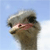 Animals icons for AIM, MSN, MySpace and Yahoo