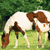 Four horse images arranged in a : top-left brown-and-white horse grazing, top-right dark brown horse galloping, bottom-left light brown horse lying down, bottom-right empty space